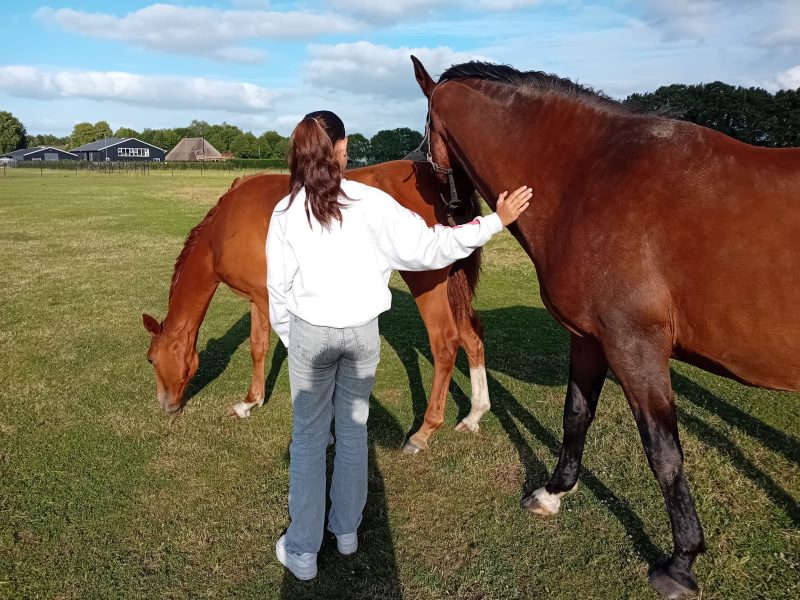 paarden coaching